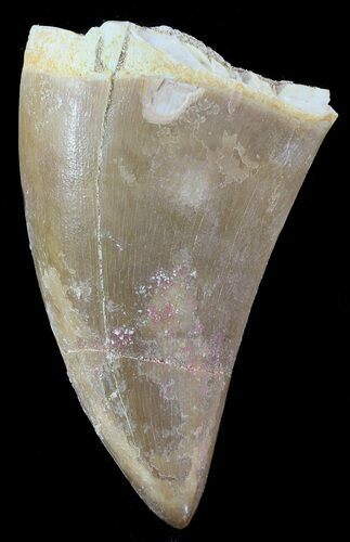 Bargain, Mosasaur (Prognathodon) Tooth #49696